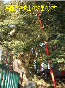 2阿蘇神社の椎の木.jpg