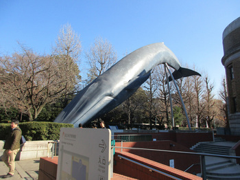 シロナガスクジラ のコピー.jpg