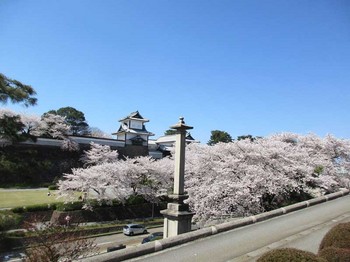 堤亭から桜 のコピー.jpg
