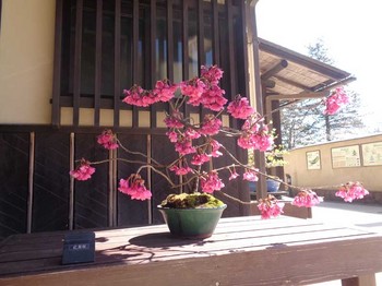 盆栽苑（紅房桜） のコピー.jpg